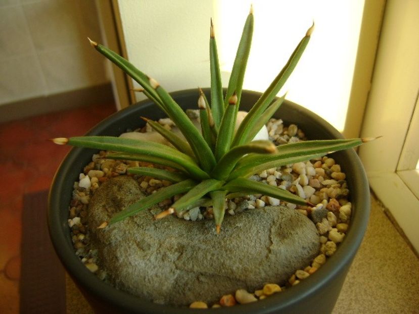 Agave albopilosa - Agave si Yucca 2018