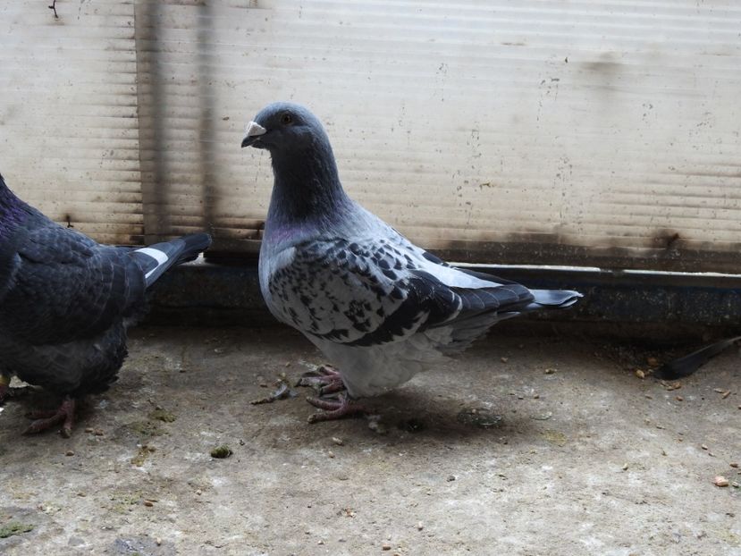  - VOIAJORI STANDARD MATCA