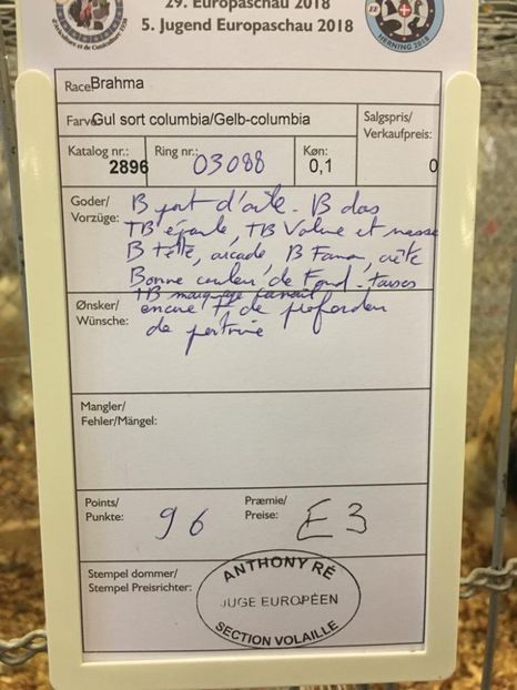 IMG-20181109-WA0057 - Rezultatele mele la Campionatul European Herning Danemarca