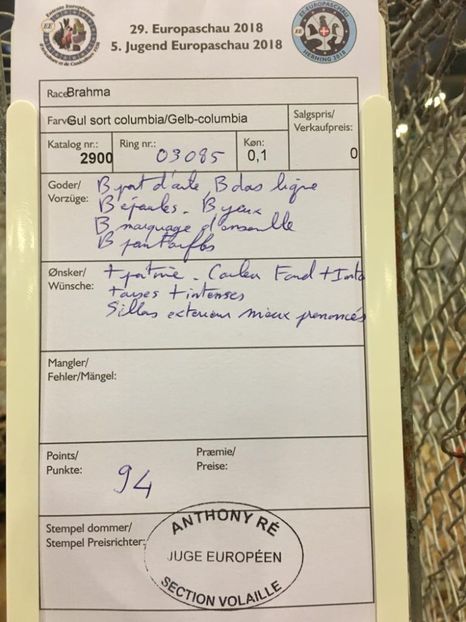 IMG-20181109-WA0059 - Rezultatele mele la Campionatul European Herning Danemarca