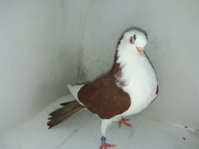 7147  femelă  2018_1 - tineret 2018