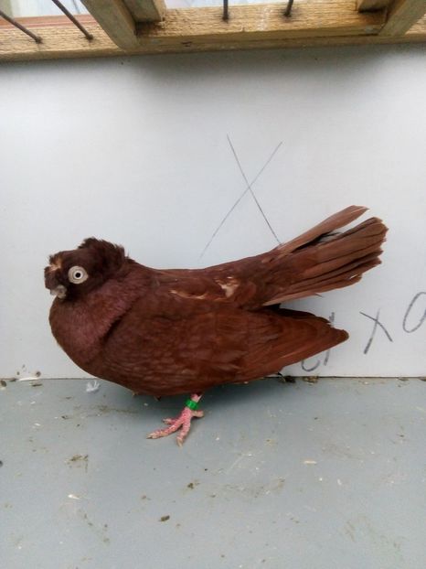  - Bimotati de calarasi