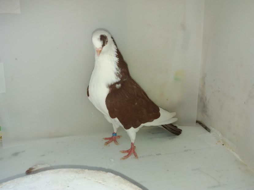 7147  femelă  2018_2 - tineret 2018