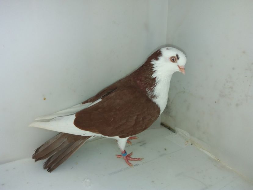 7147  femelă  2018_3 - tineret 2018