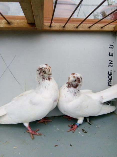  - Bimotati de calarasi