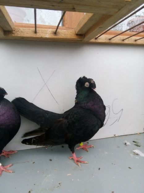  - Bimotati de calarasi