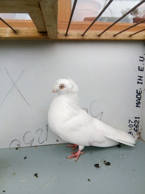  - Bimotati de calarasi