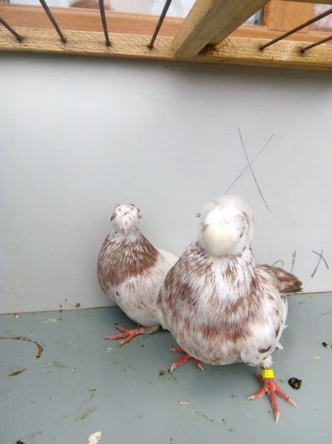  - Bimotati de calarasi