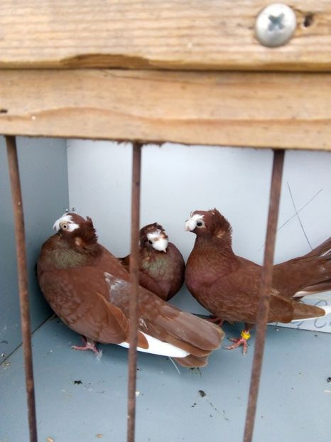  - Bimotati de calarasi