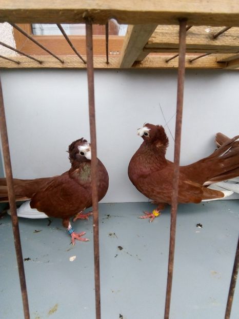  - Bimotati de calarasi