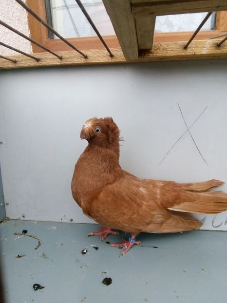  - Bimotati de calarasi