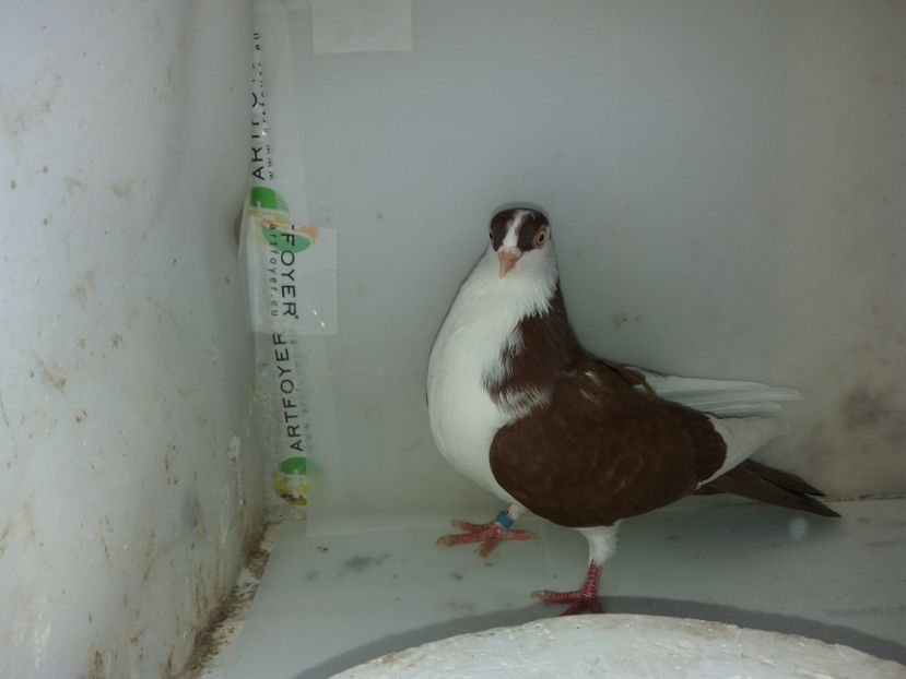 7128  femelă  2018_1 - tineret 2018