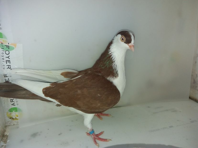 7128  femelă  2018_2 - tineret 2018