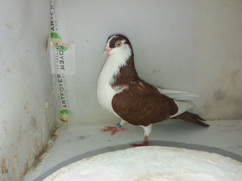 7128  femelă  2018_3 - tineret 2018