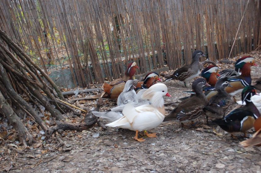  - Rata mandarin albă