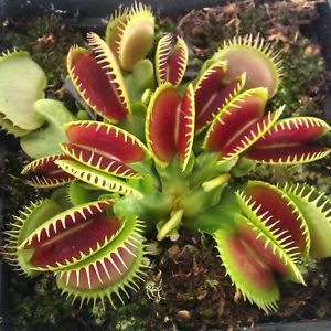 Eșec China - Dionaea Muscipula -Venus Flytrap - - Seminte achizitionate 2018 - 2019