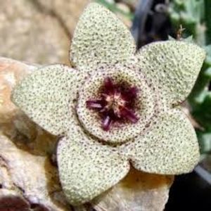 Eșec China - Stapelia pulchella - - Seminte achizitionate 2018 - 2019