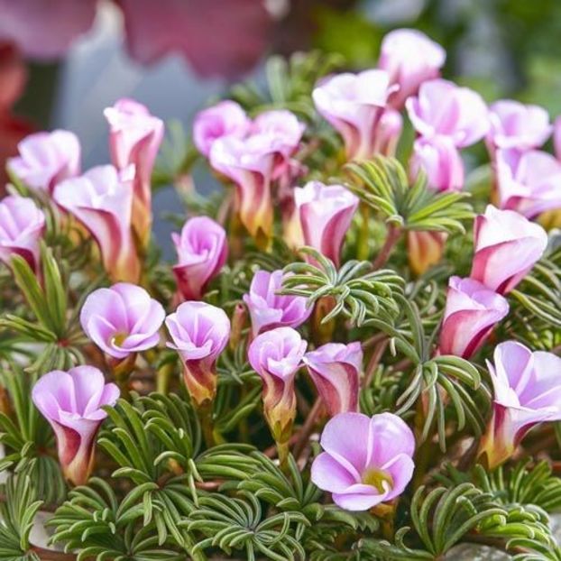 Eșec China - Oxalis "Autumn Pink" - - Seminte achizitionate 2018 - 2019