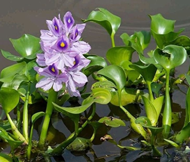 Eșec China - Water hyacinth - - Seminte achizitionate 2018 - 2019