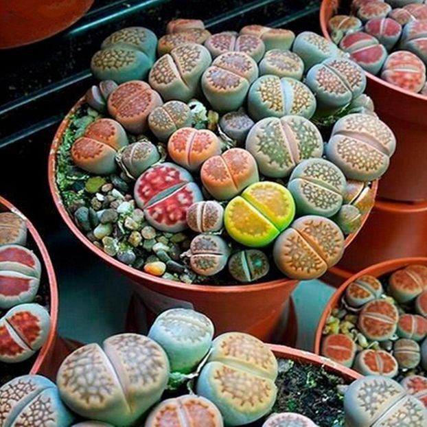 Eșec China - Lithops Pseudotruncatella Mix - - Seminte achizitionate 2018 - 2019