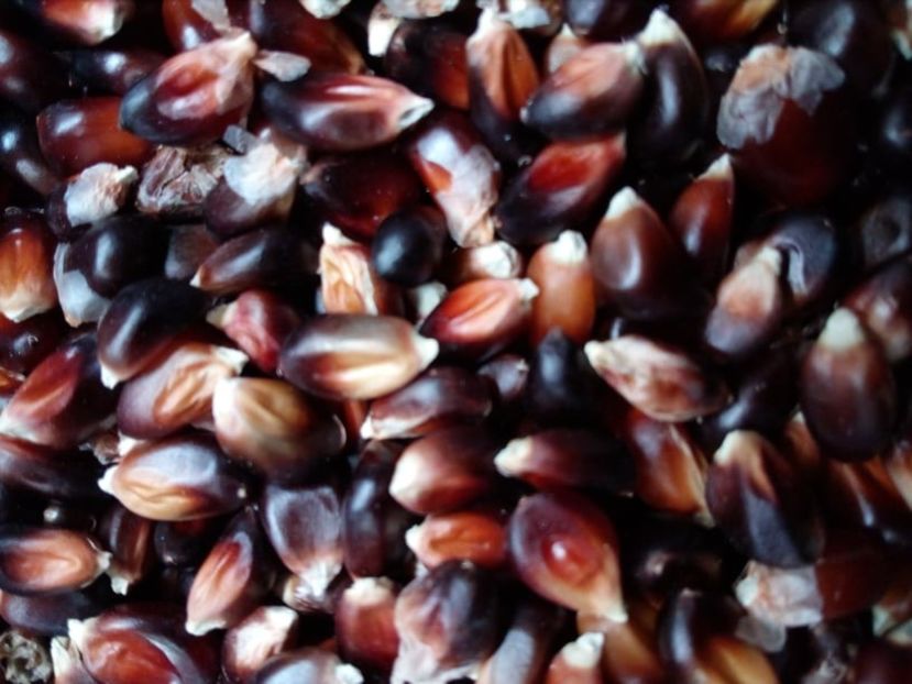  - SEMINTE PORUMB POPCORN - P 19