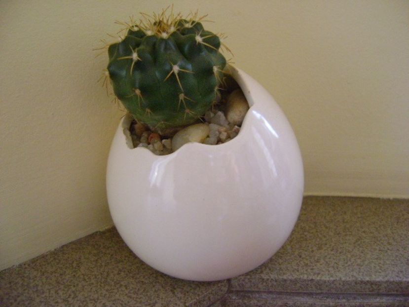 Discocactus hartmannii ssp. magnimammus (D. heptacanthus ssp. magnimammus), MH 850 Rio Caracol, BZ - Cactusi 2018 final de an