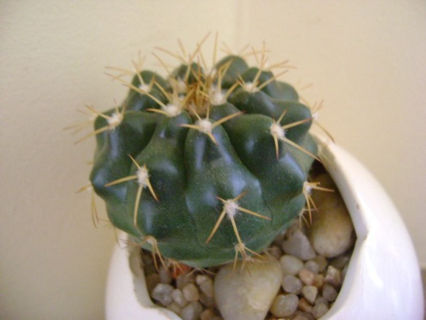 Discocactus hartmannii ssp. magnimammus (D. heptacanthus ssp. magnimammus), MH 850 Rio Caracol, BZ - Cactusi 2018 final de an