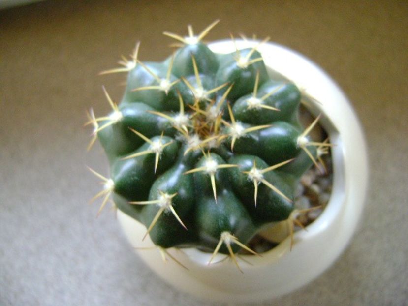 Discocactus hartmannii ssp. magnimammus (D. heptacanthus ssp. magnimammus), MH 850 Rio Caracol, BZ - Cactusi 2018 final de an