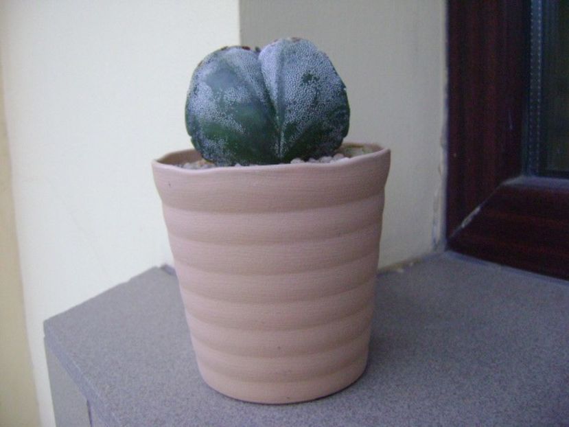 Astrophytum myriostigma v. tricostatum - Cactusi 2018 final de an