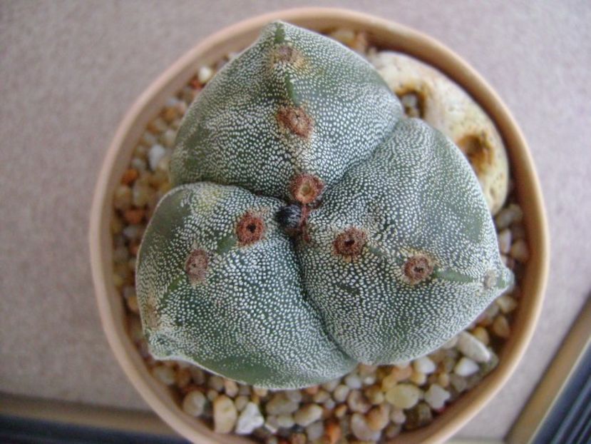 Astrophytum myriostigma v. tricostatum - Cactusi 2018 final de an