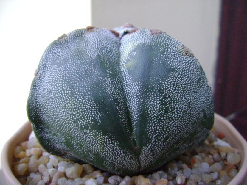 Astrophytum myriostigma v. tricostatum - Cactusi 2018 final de an