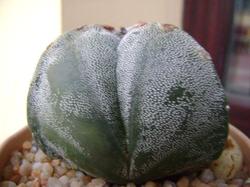 Astrophytum myriostigma v. tricostatum - Cactusi 2018 final de an