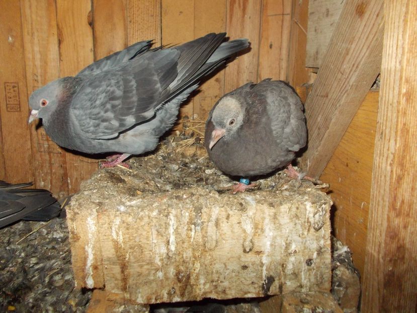  - pui tobosari arabi