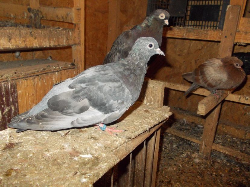  - pui tobosari arabi