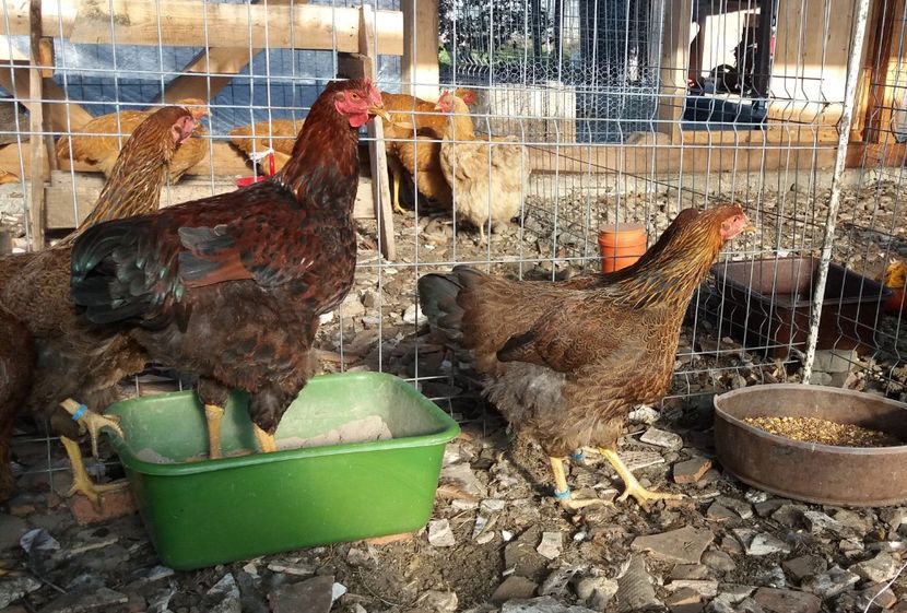  - Pui Plymouth 2018 - 2021