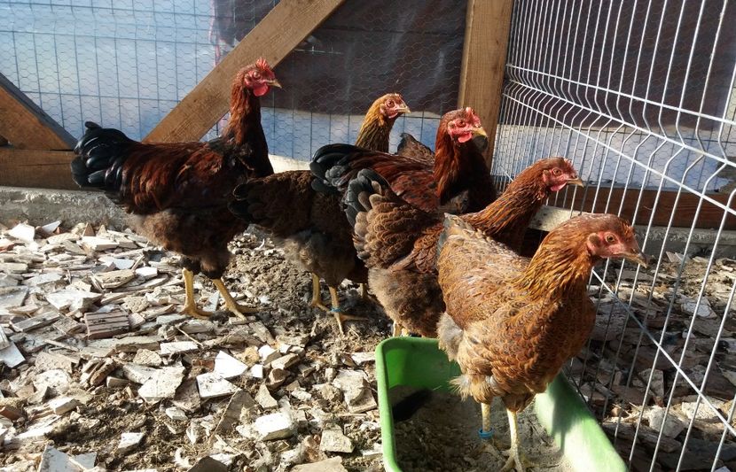  - Pui Plymouth 2018 - 2021