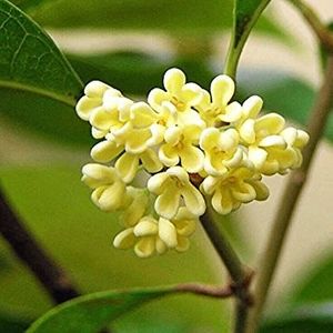 Eșec China - Osmanthus Fragrans - - Seminte achizitionate 2018 - 2019