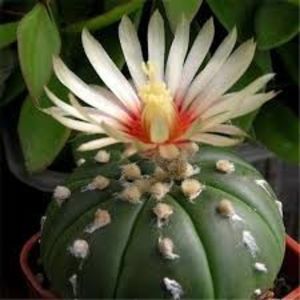 Eșec China - Echinopsis Tubiflora - - Seminte achizitionate 2018 - 2019