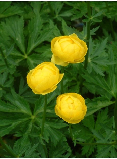 Eșec China - Trollius Europaeus - - Seminte achizitionate 2018 - 2019
