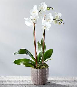 Eșec China - Phalaenopsis Mix - - Seminte achizitionate 2018 - 2019