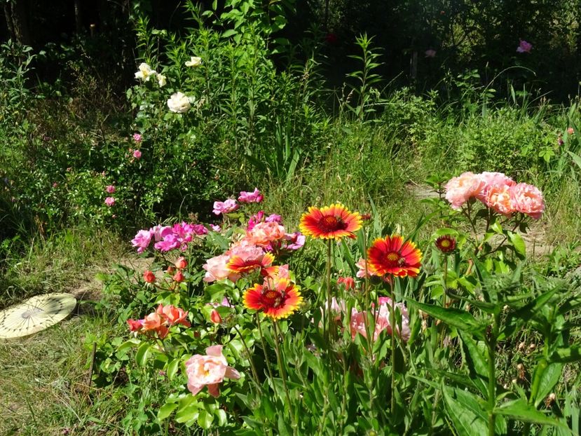 2014-10-06 21.11.20 - Gaillardia