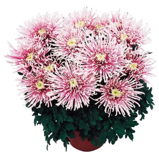crizantema-cu-floare-mare-chusan5 - Dorinte