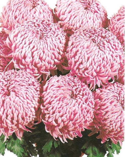 crizantema-floare-mare-roz-0013 - Dorinte