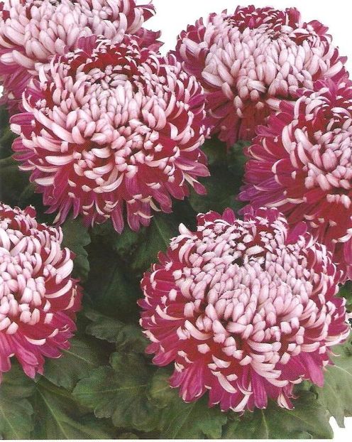 crizantema-floare-mare-multicolor-001-Copy3 - Dorinte