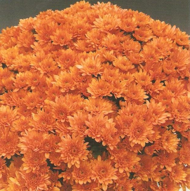 crizantema-orange-001 - Dorinte