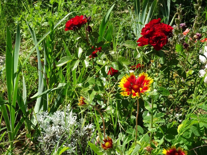 2014-10-06 21.21.45 - Gaillardia