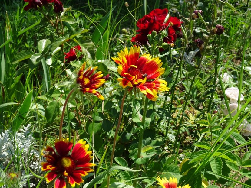 2014-10-08 01.10.06 - Gaillardia