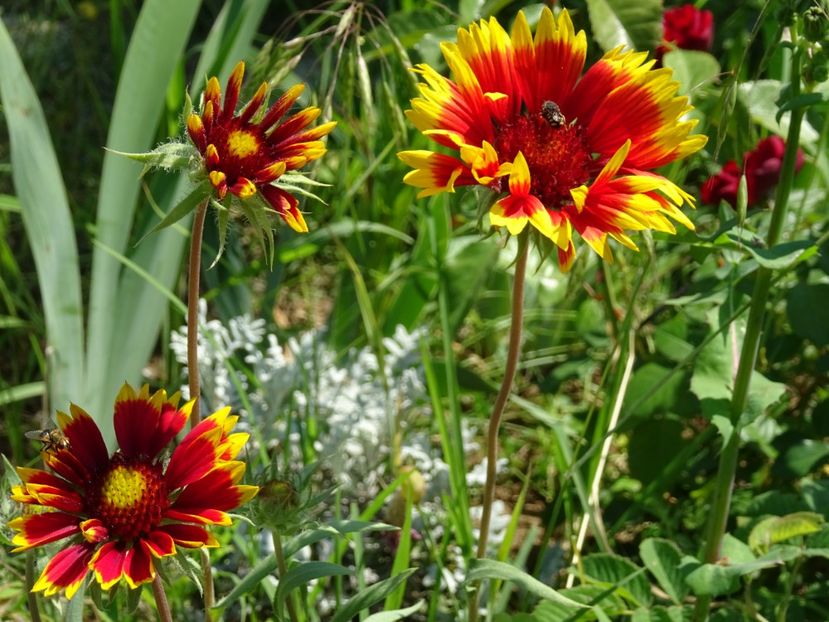 2014-10-08 01.10.15 - Gaillardia