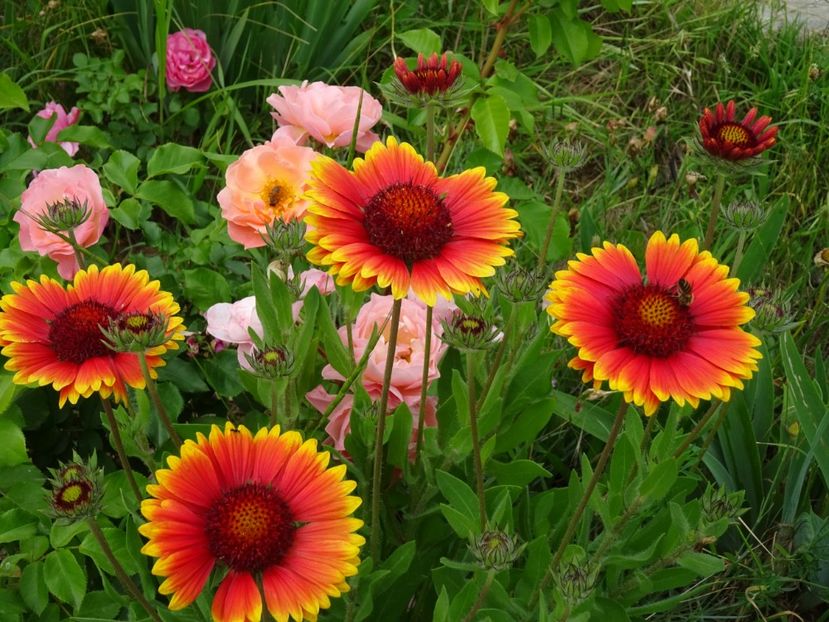 2014-10-07 20.51.05 - Gaillardia
