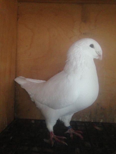  - Porumbei vanduti 2017-2025